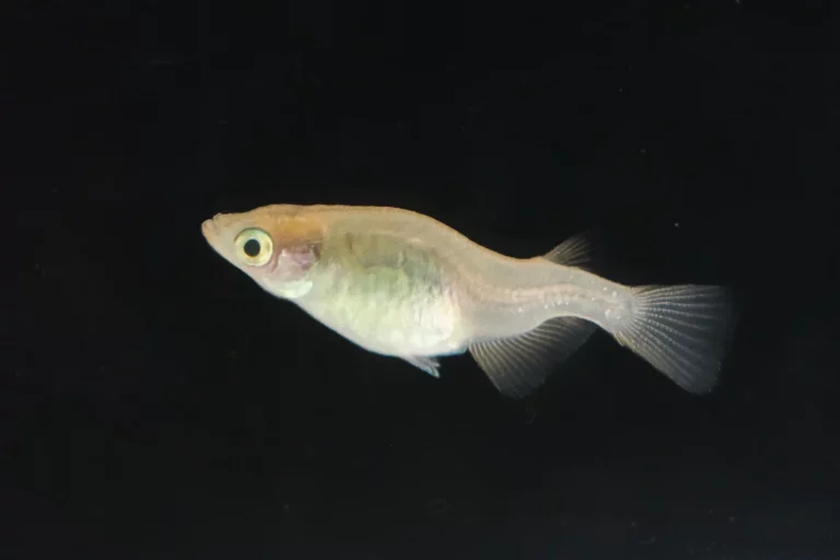 Medaka con curvatura de espalda visible, deformidad común.
