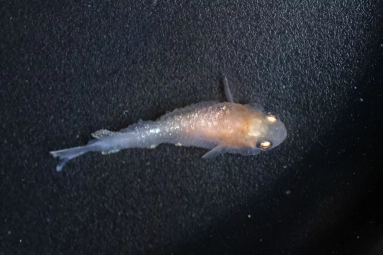 hidropesía en peces medaka con escamas levantadas