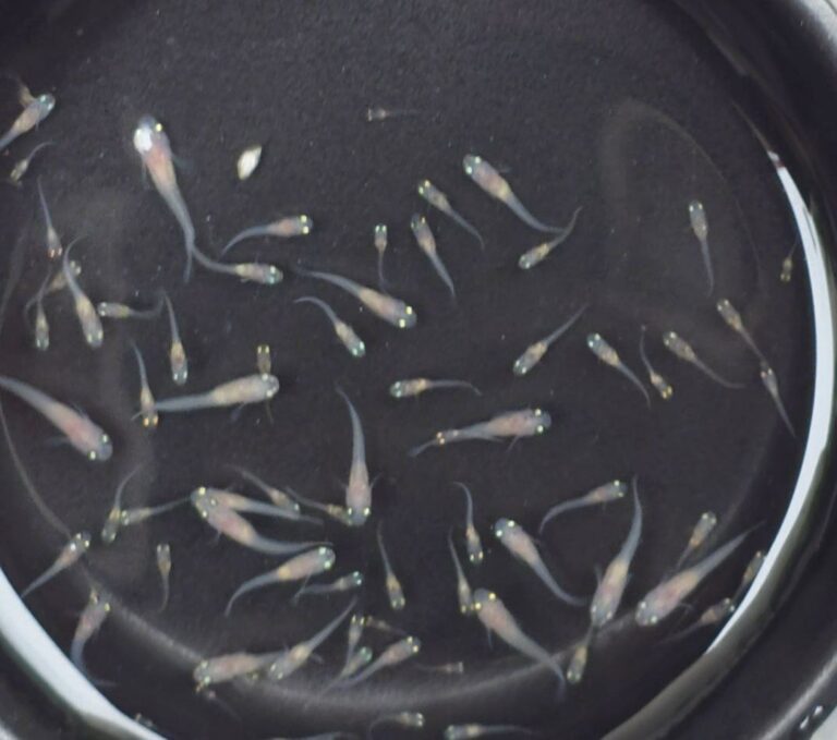 supervivencia de alevines de pez medaka en invierno