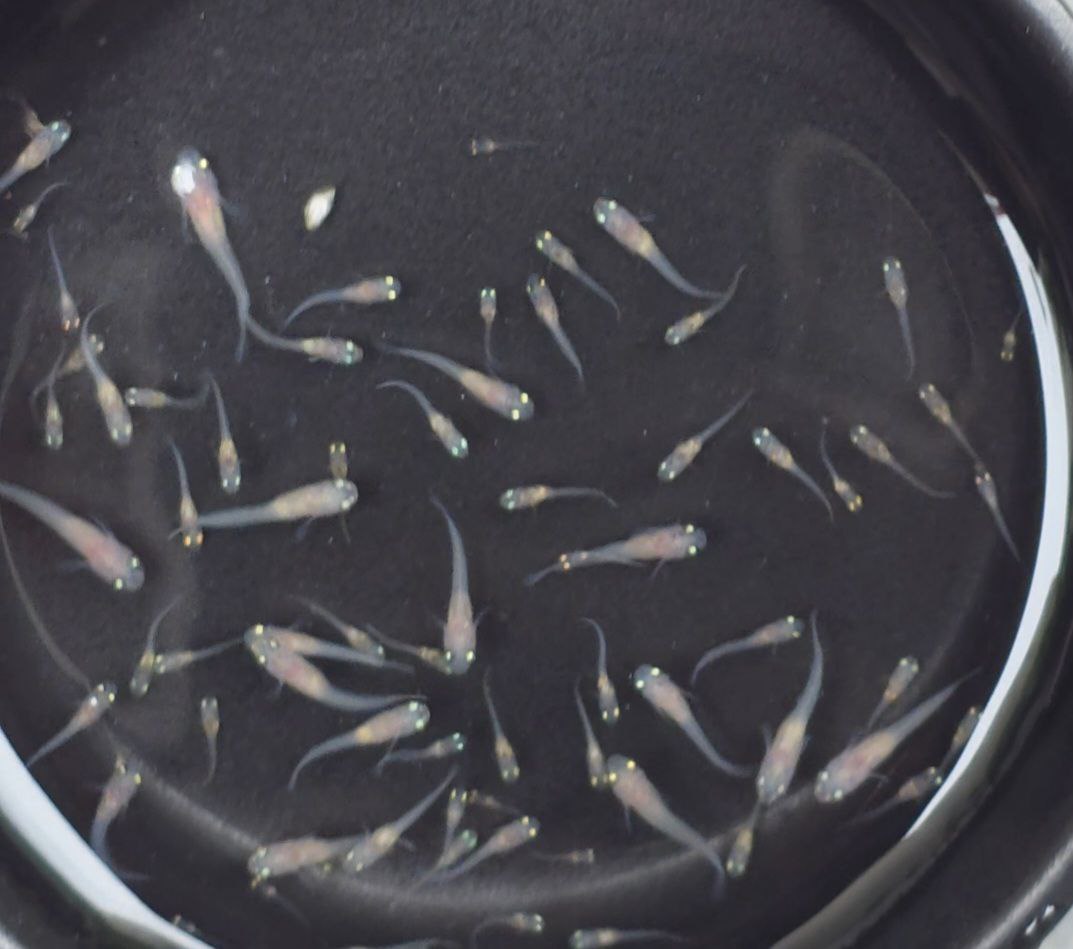 supervivencia de alevines de pez medaka en invierno