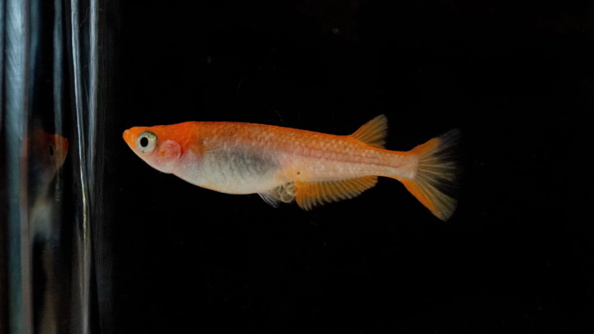 Medaka con gen Reiwa con cuerpo claro y aletas rojas característico de esta genética japonesa