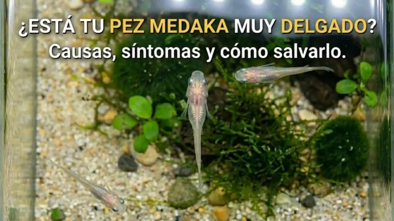 pez medaka delgado con vientre hundido visto desde arriba