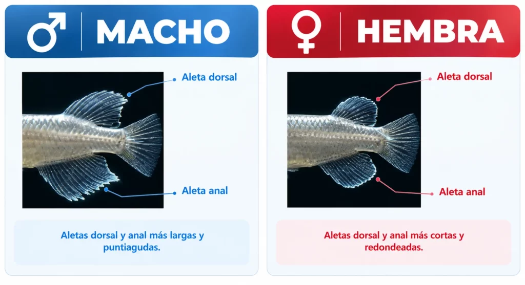 medaka hembra y macho hikari diferencias