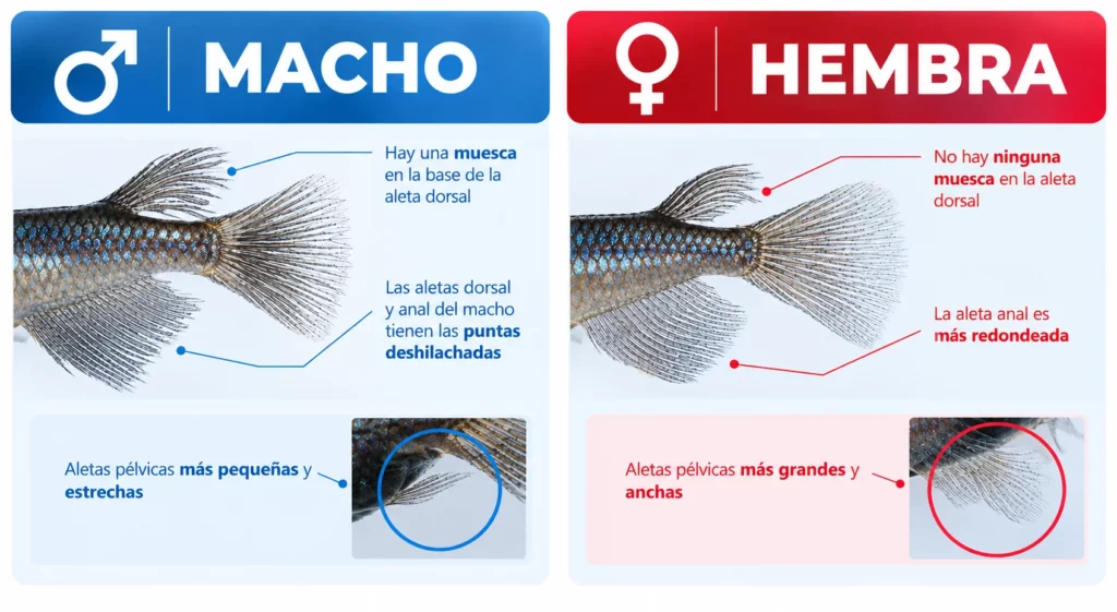 medaka long fin macho y hembra