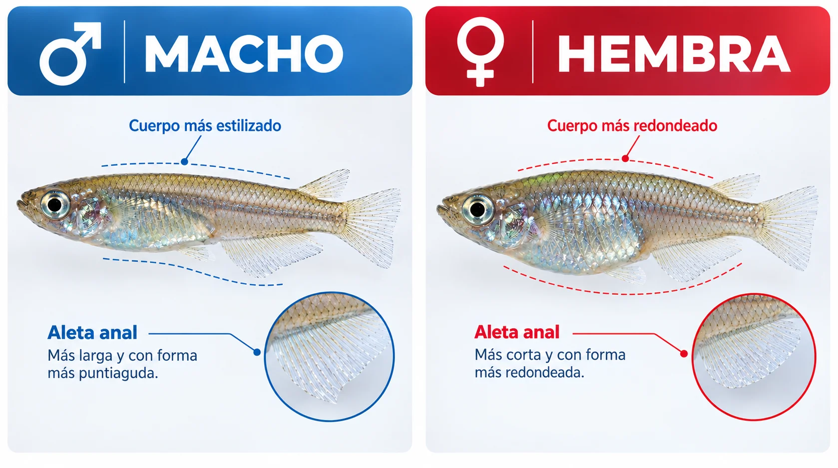Diferenciar macho y hembra de pez medaka